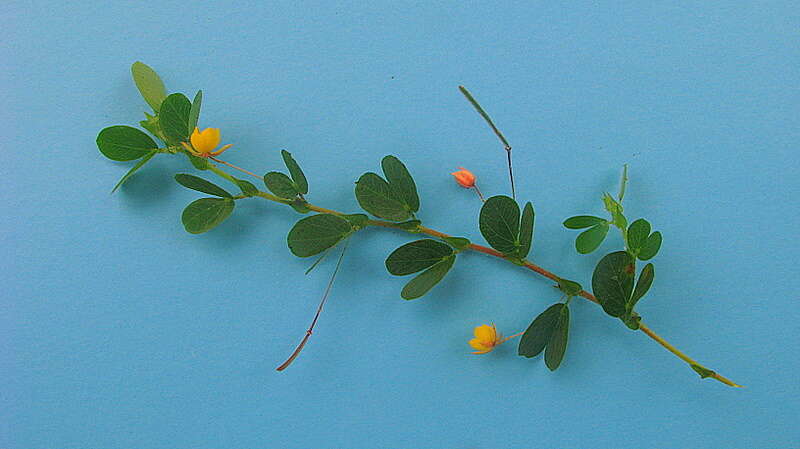 Image of roundleaf sensitive pea