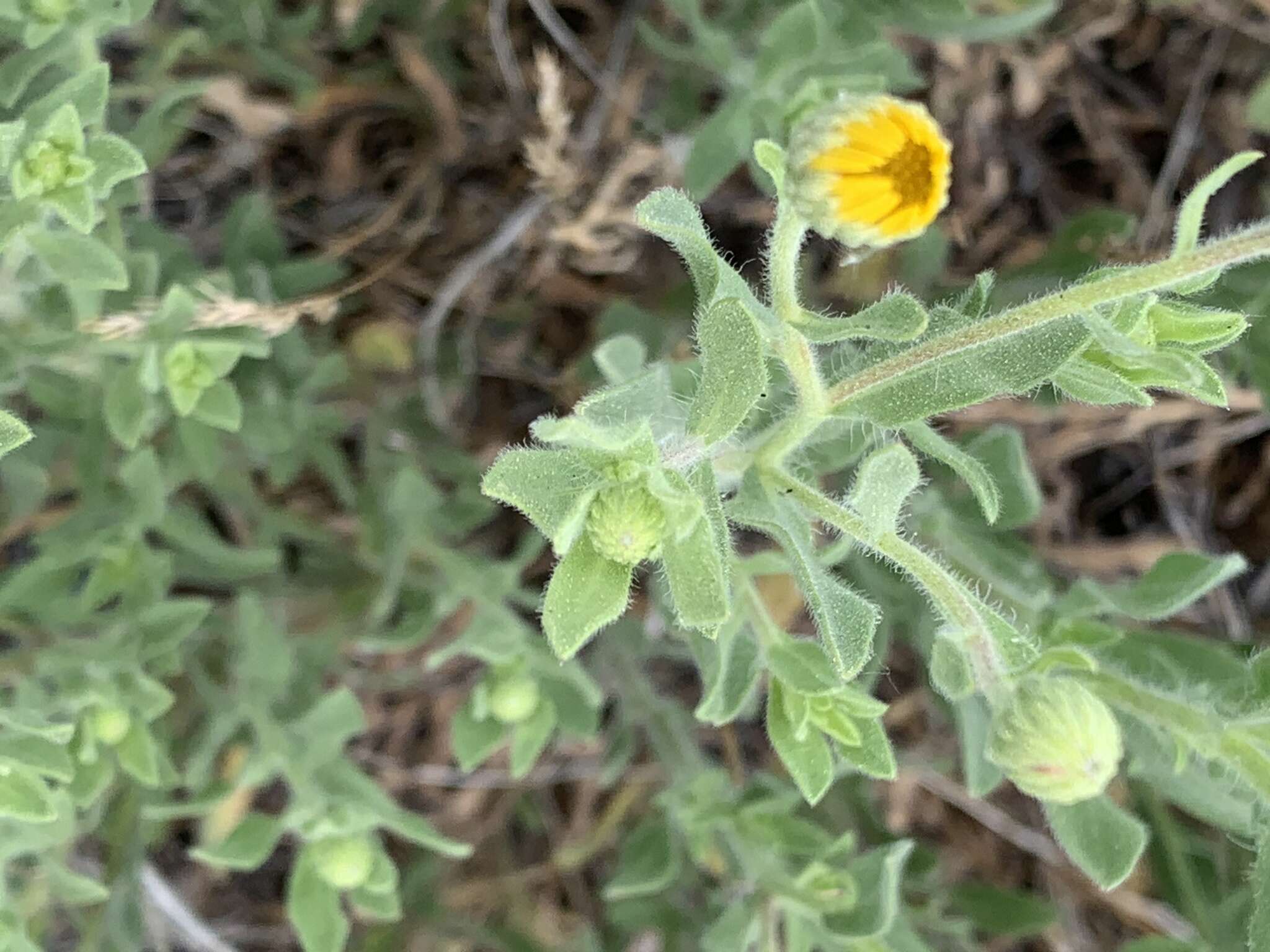 Image of Heterotheca orovillosa G. L. Nesom