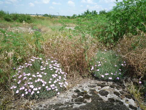 Dianthus hypanicus Andrz.的圖片