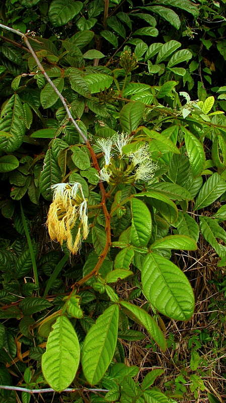 Image of Inga suborbicularis T. D. Penn.