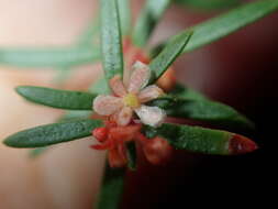 Image of Micrantheum ericoides Desf.