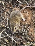 Image of Hispid Pocket Mouse