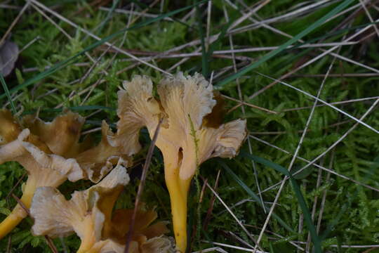 Image of Craterellus lutescens (Fr.) Fr. 1838