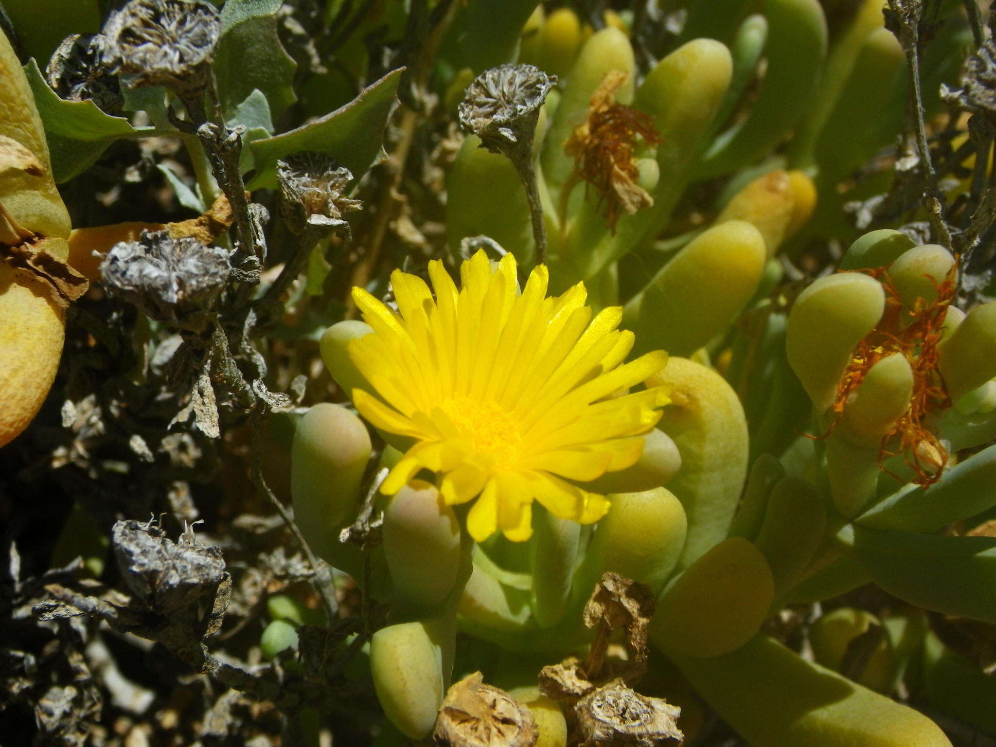 صورة Malephora crassa (L. Bol.) Jacobsen & Schwant.