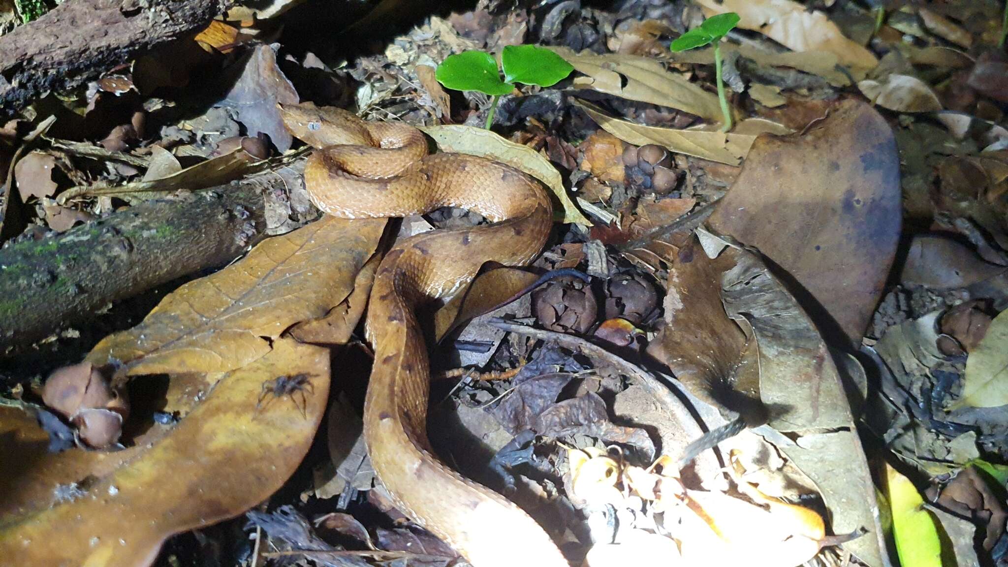 Image of White-tailed Hognose Viper