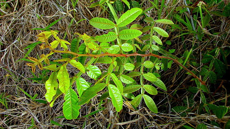 Image of Inga suborbicularis T. D. Penn.