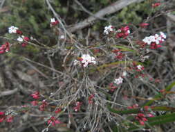 Слика од Leucopogon costatus (F. Muell.) J. Black