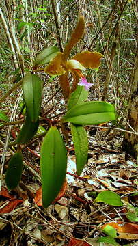 Image of Cattleya granulosa Lindl.