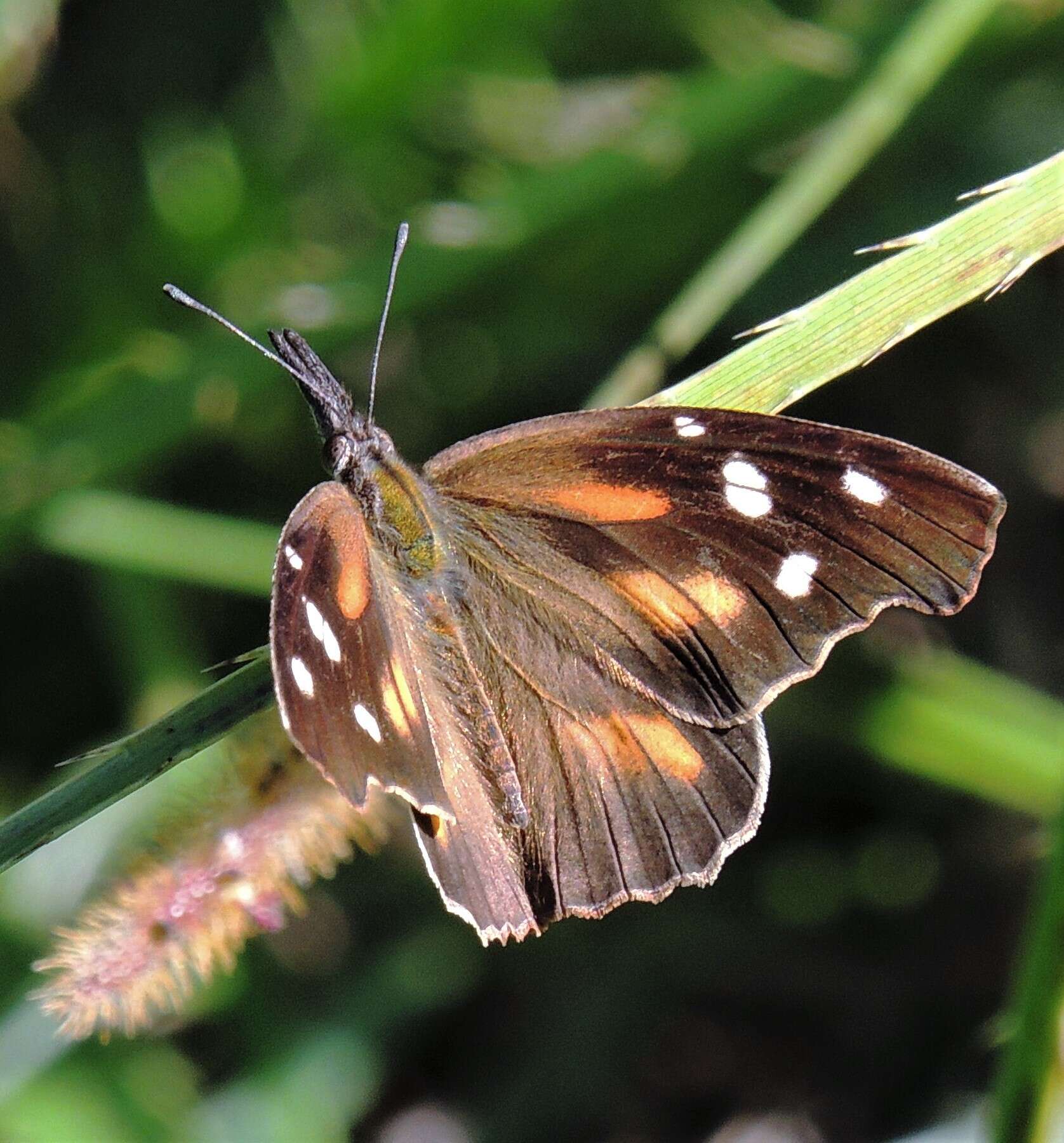 Image of <i>Libytheana <i>carinenta</i></i> carinenta