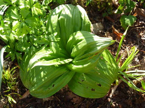 Image of black false hellebore