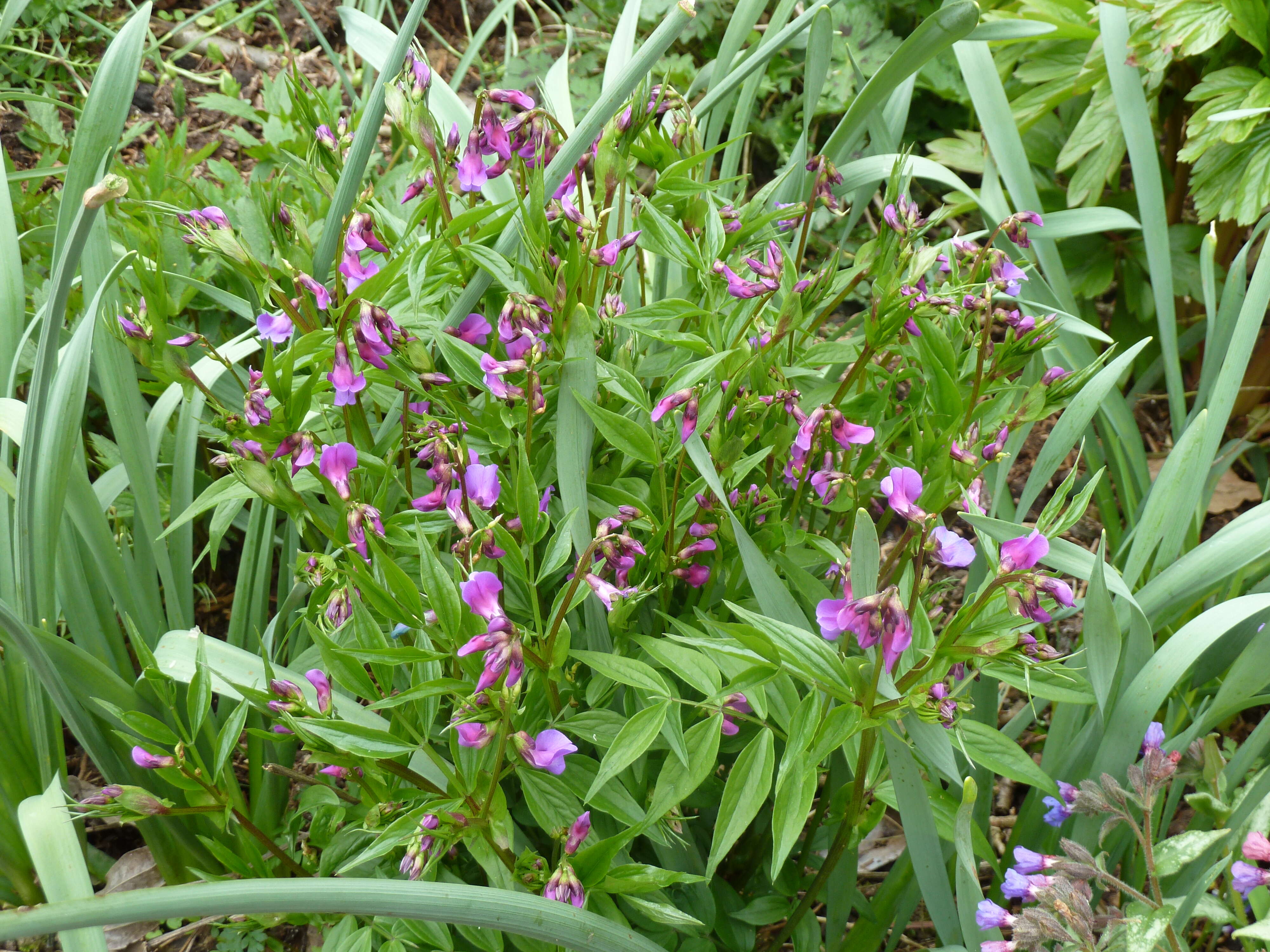 Image of spring pea