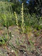 Image of <i>Artemisia <i>borealis</i></i> subsp. borealis