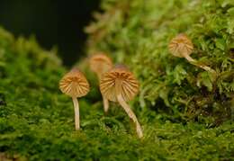 Image of Galerina hypnorum (Schrank) Kühner 1935