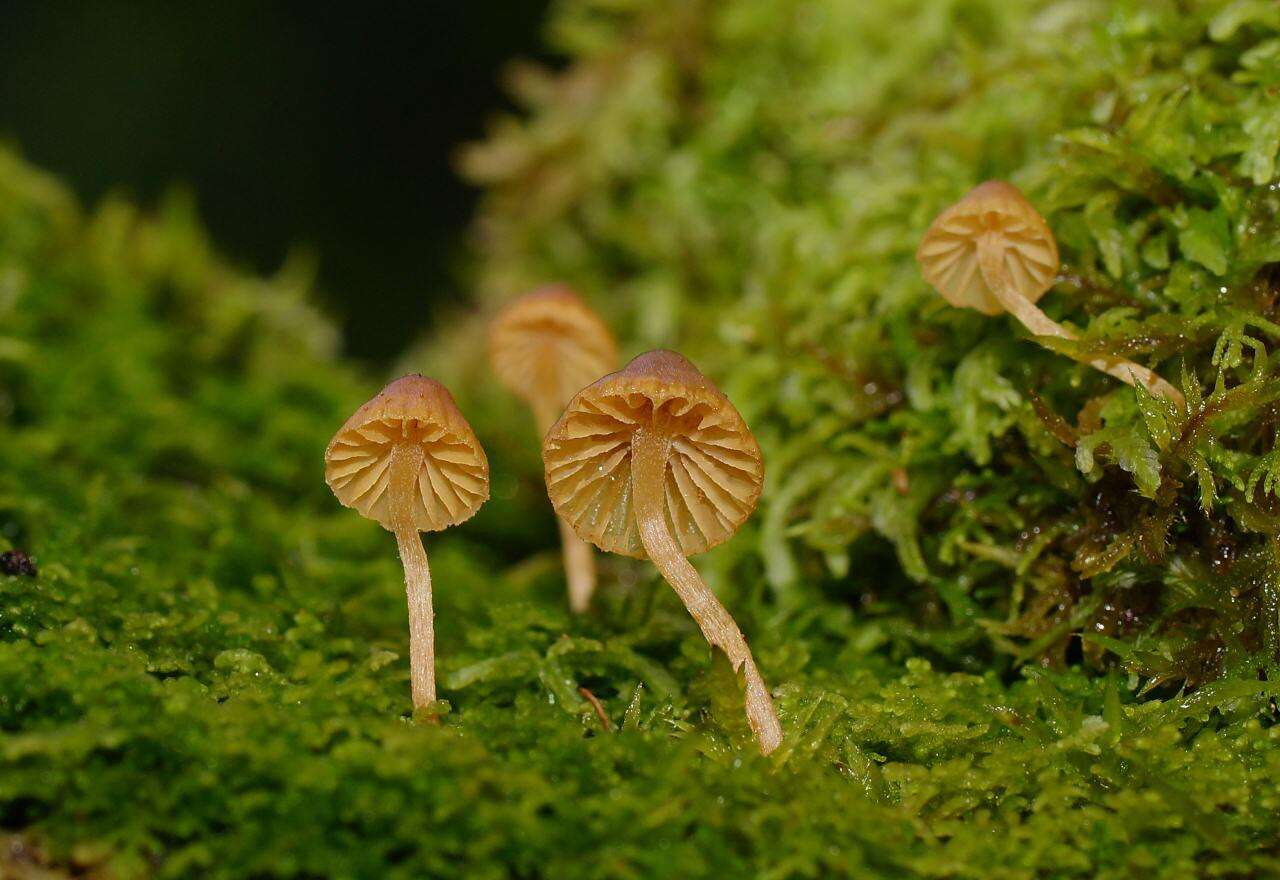 Image of Galerina hypnorum (Schrank) Kühner 1935