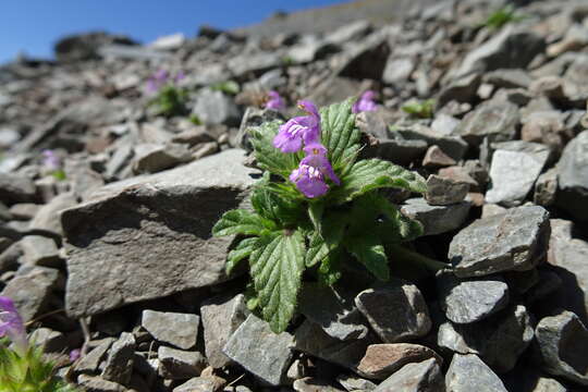 Image of Galeopsis pyrenaica Bartl.