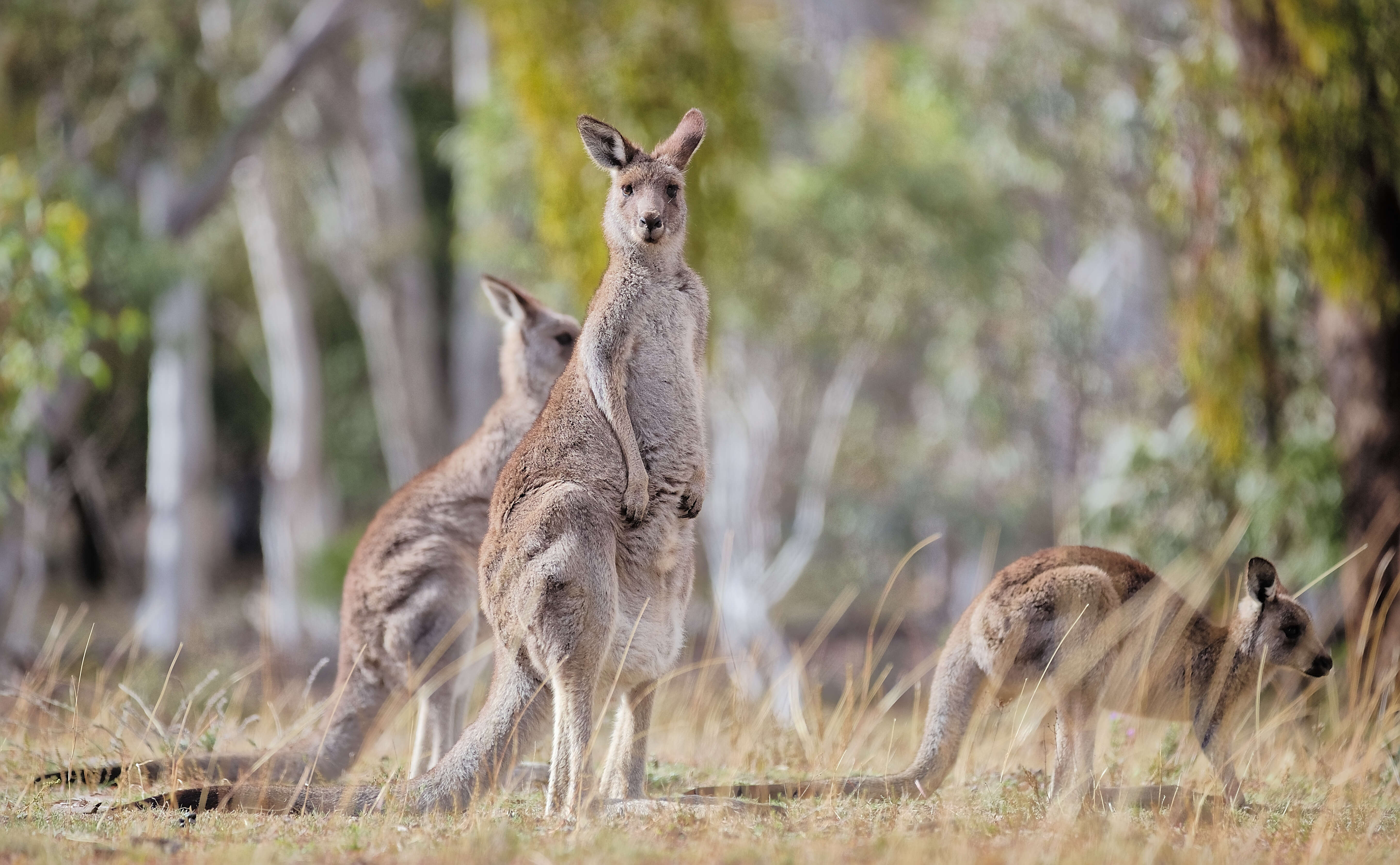 Image of kangaroo