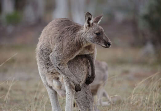 Image of kangaroo