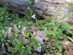 Sivun Vicia minutiflora D. Dietr. kuva