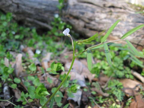 Image of Pygmy-flower Vetch