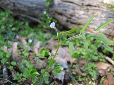 Sivun Vicia minutiflora D. Dietr. kuva