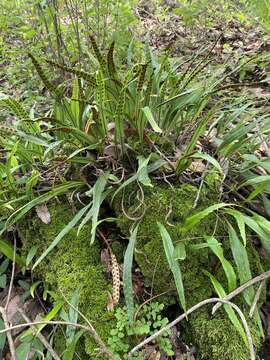 Image of starscale fern