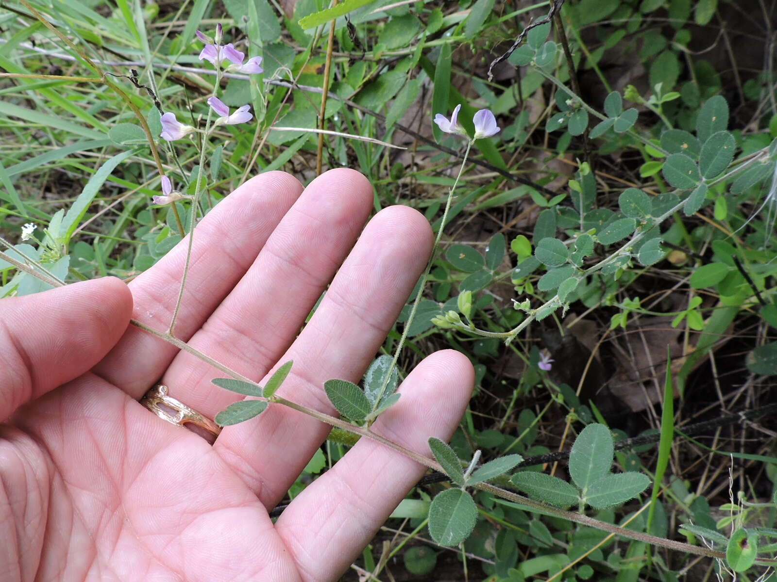 Слика од Lespedeza texana Britton