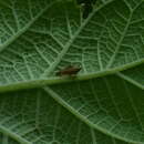 Image of Alchisme banosiensis Creão-Duarte & Sakakibara 1997