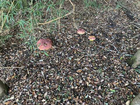 Image de Butyriboletus loyo (Phillippi) Mikšík 2015