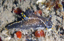 Image of Polycera Cuvier 1816