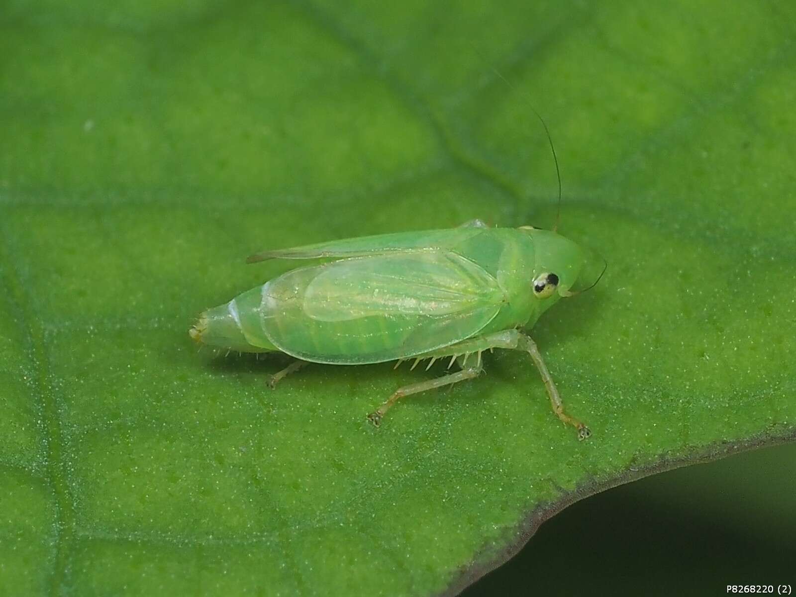 Plancia ëd Neocoelidia orientalis De Long 1953