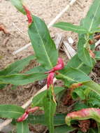 Image of Wachtliella persicariae (Linnaeus 1767)