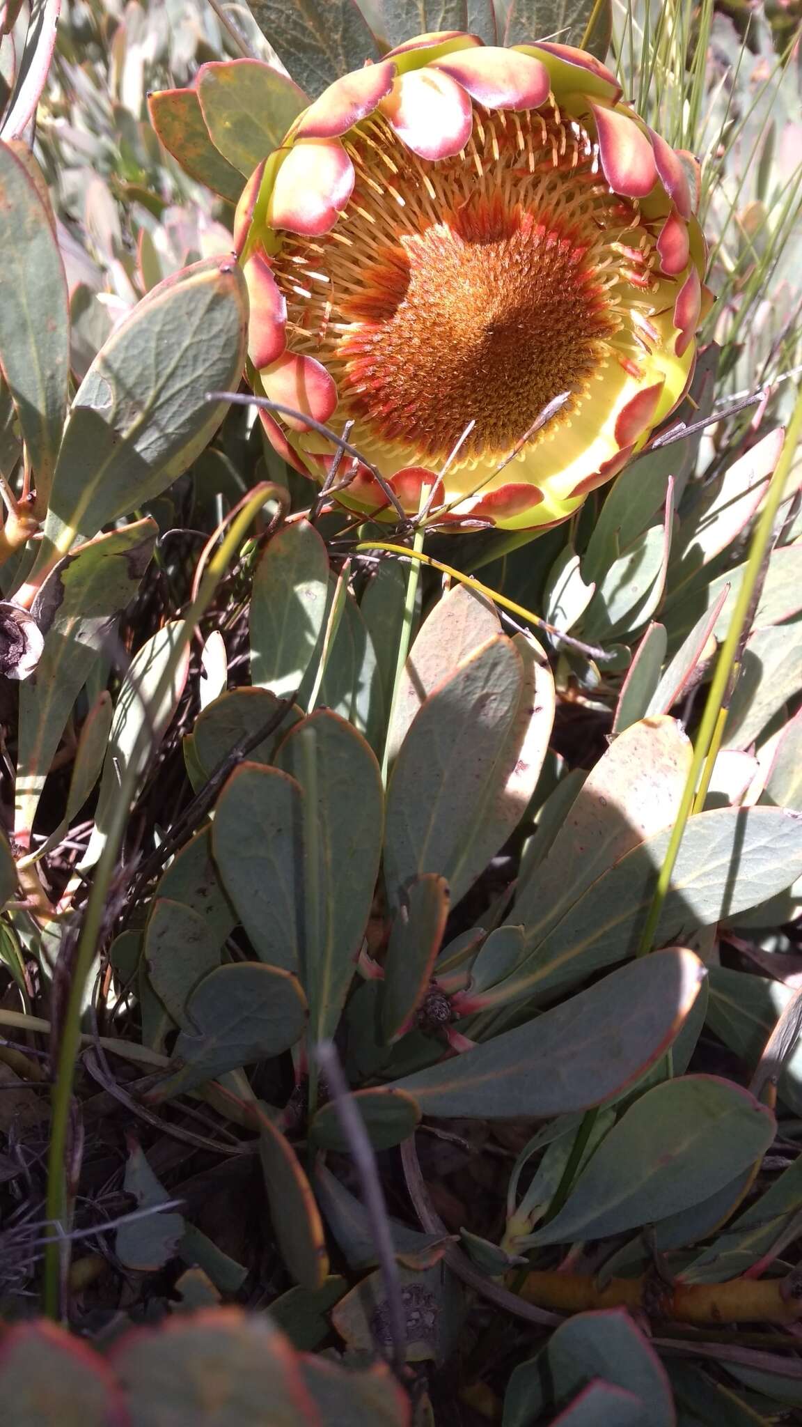 Image of Protea effusa E. Mey. ex Meissn.