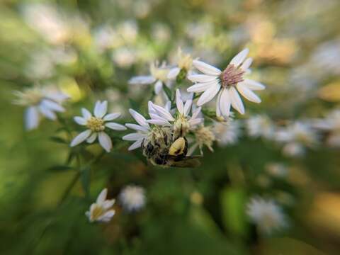 Image of Aster Andrena