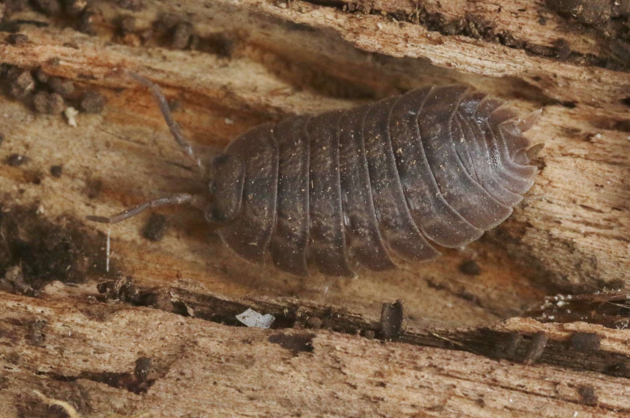 Image of Isopod