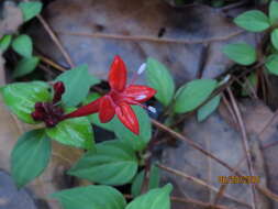 Plancia ëd Crusea coccinea DC.