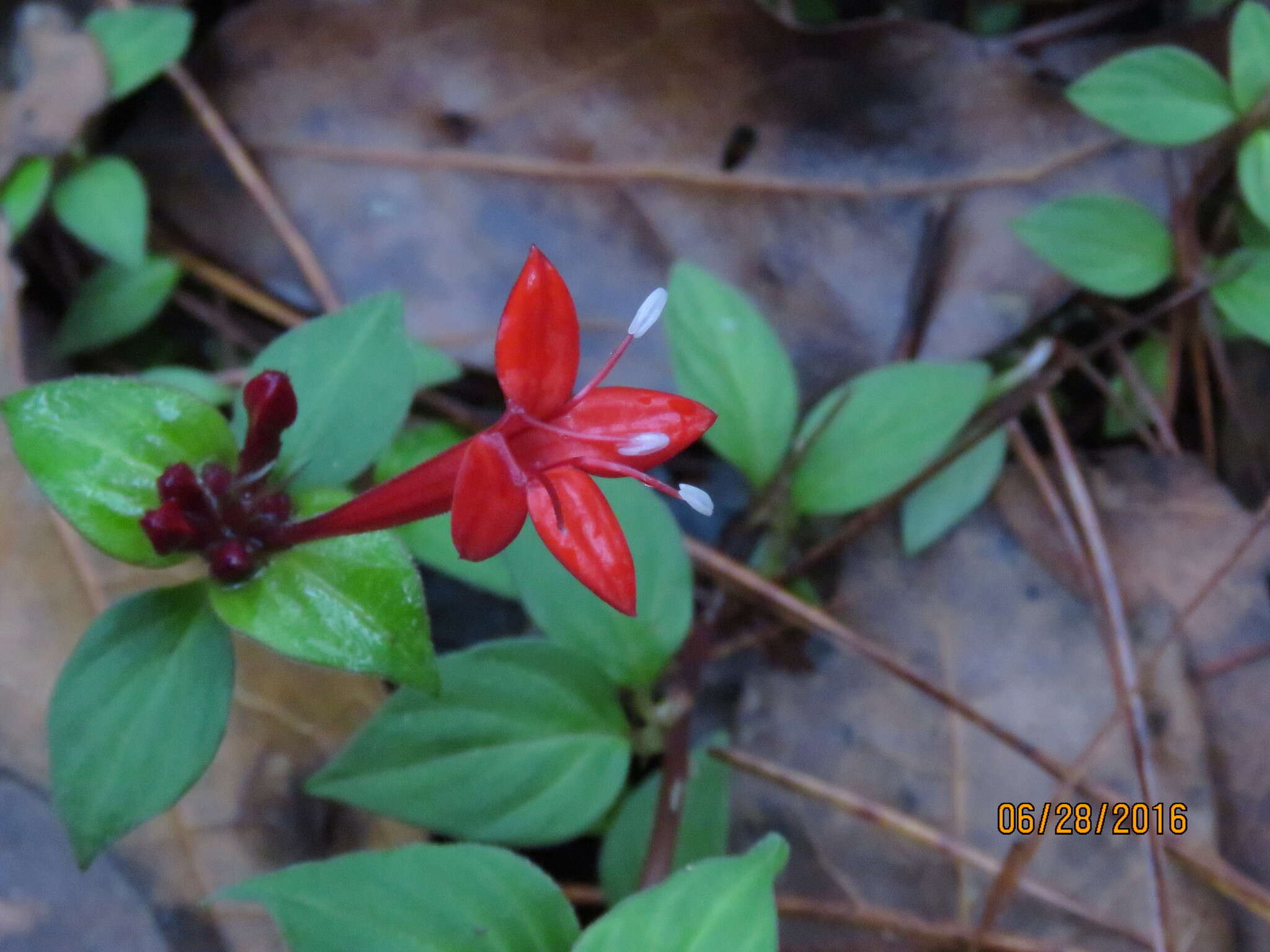 Image of Crusea coccinea DC.