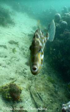 Image of Deep-bodied leatherjacket