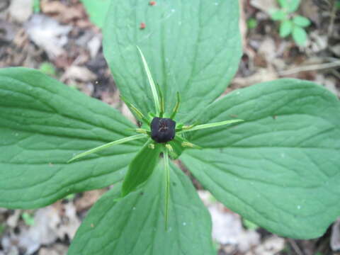 Image of herb Paris