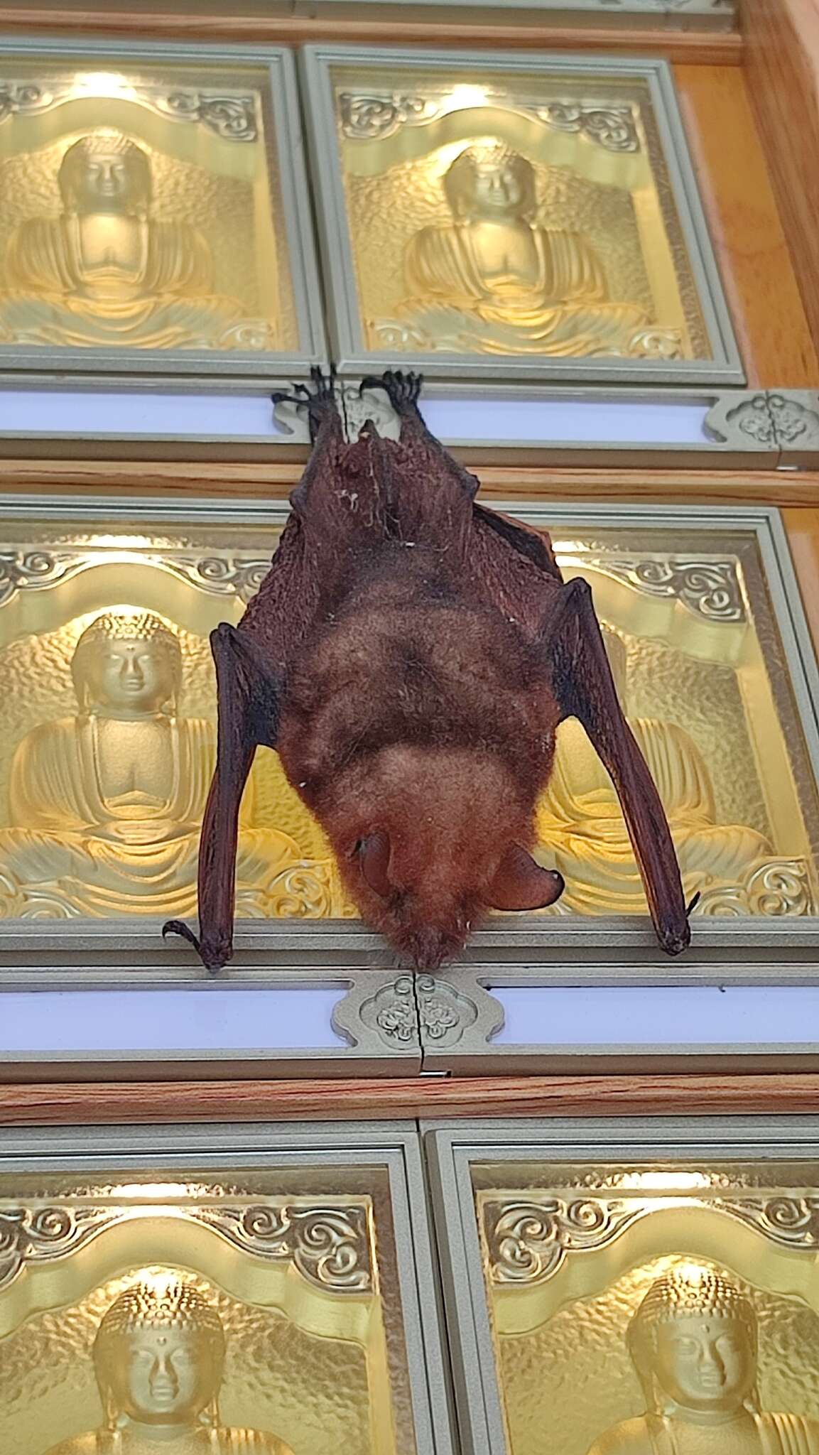 صورة <i>Myotis rufoniger</i>