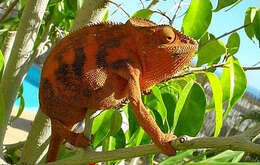 Image of Panther Chameleon