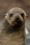 Image of Juan Fernández Fur Seal