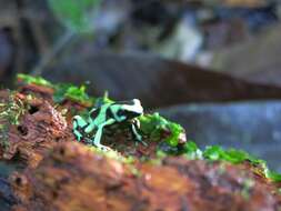 Image of Gold Arrow-poison Frog