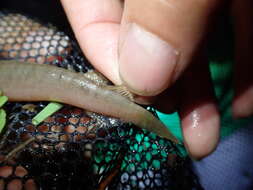 Image of Asian Snakehead