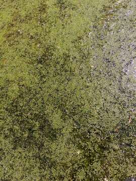 Image of Rootless Duckweed