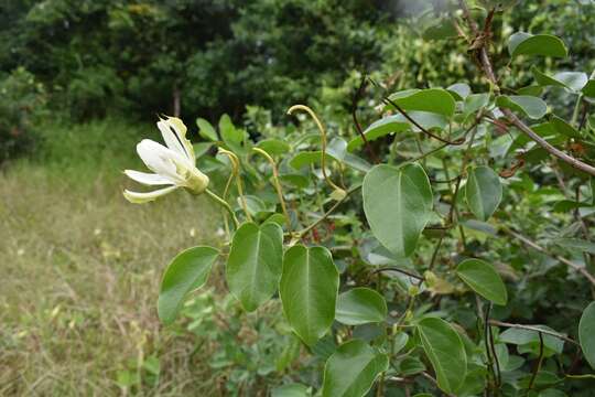 Sivun Passiflora mucronata Lam. kuva