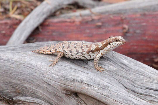 Image of Pygmy Spiny-tailed Skink