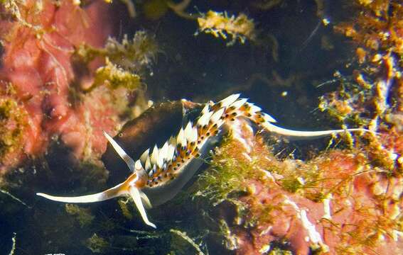 Image of White tipped red and white slug