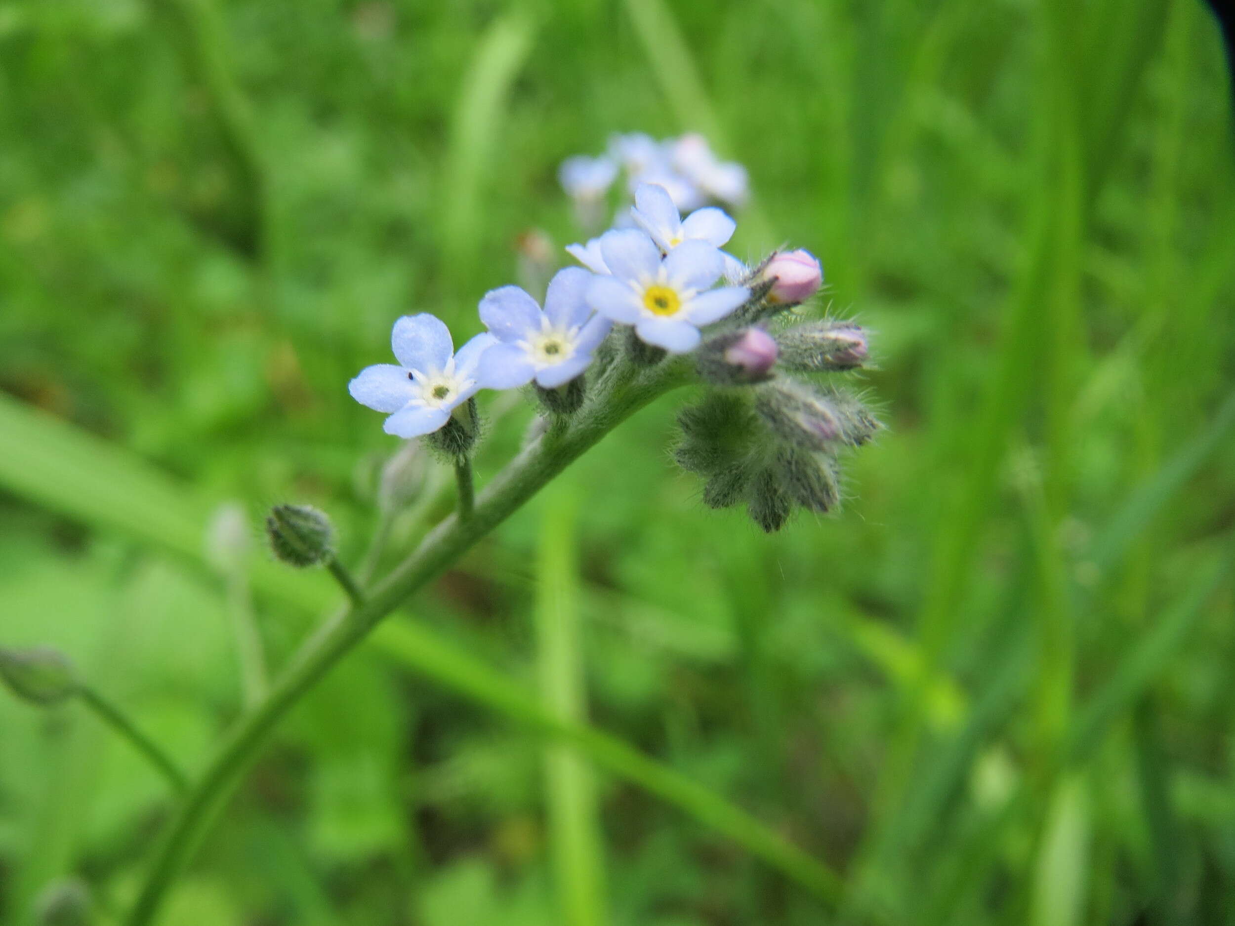 Image of field forget-me-not