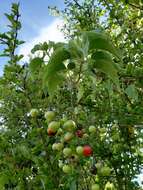 Image de Solanum dulcamaroides Dun.