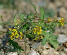 Rorippa palustris subsp. hispida (Desv.) Jonsell的圖片